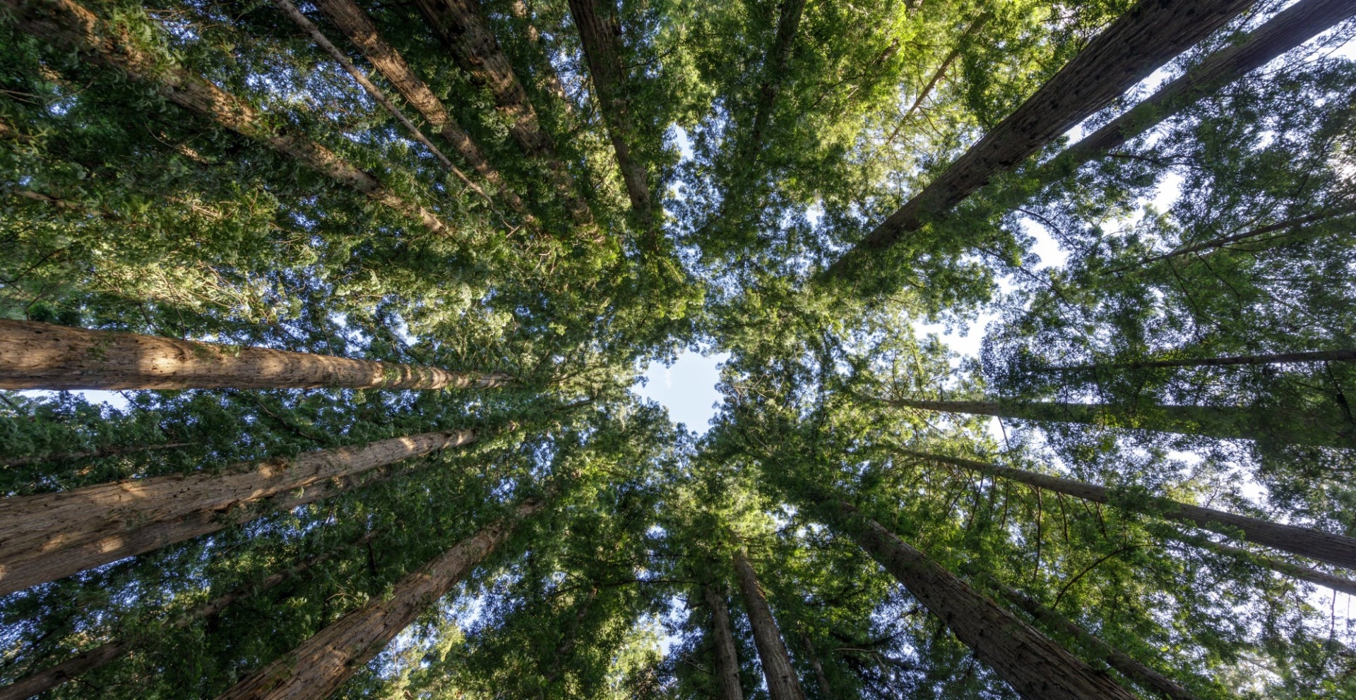 Arial view of a forest - looking up to a space between trees.jpg